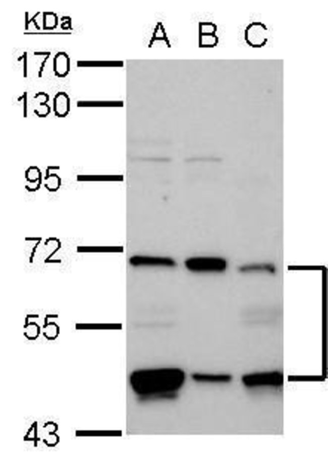 ANTI-HIF PROLYL HYDROXYLASE 4