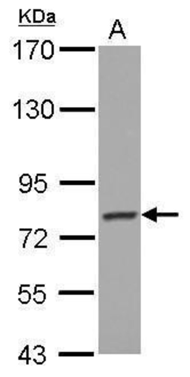 ANTI-PCDHGB4