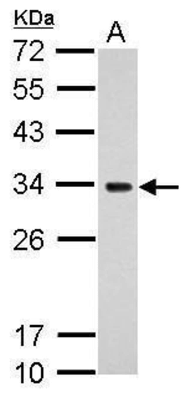 ANTI-MRPS18B