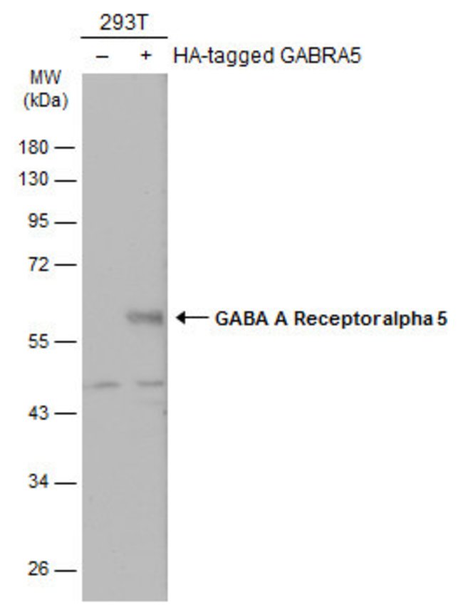 ANTI-GABA A RECEPTOR ALPHA 5