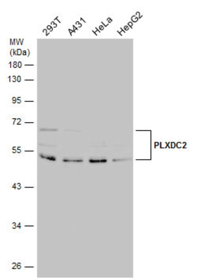 ANTI-PLXDC2