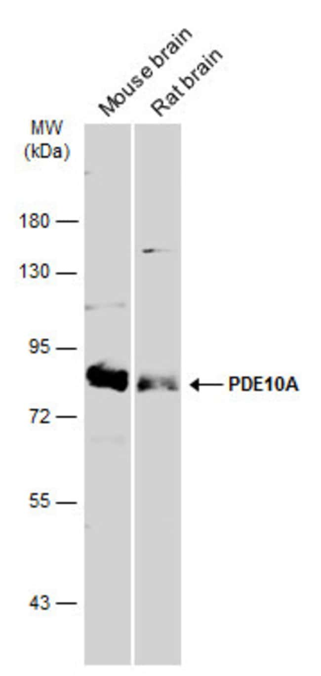 ANTI-PDE10A