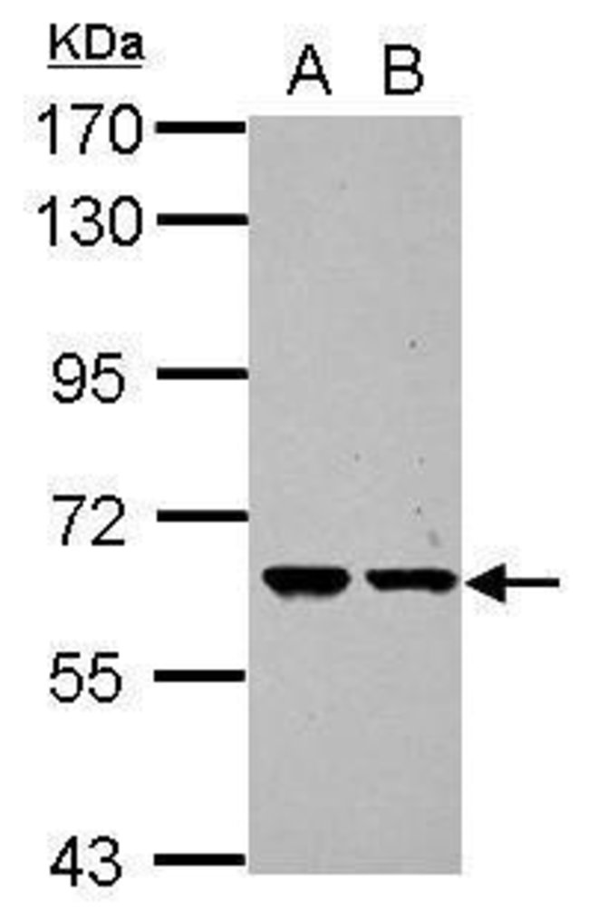 ANTI-ZNF567