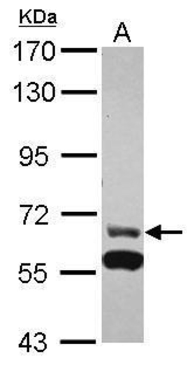 ANTI-ZNF567