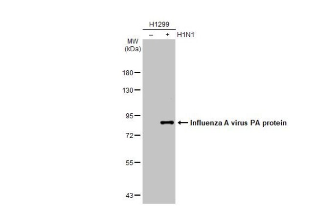 ANTI-INFLUENZA A VIRUS PA