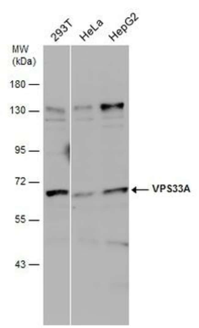 ANTI-VPS33A