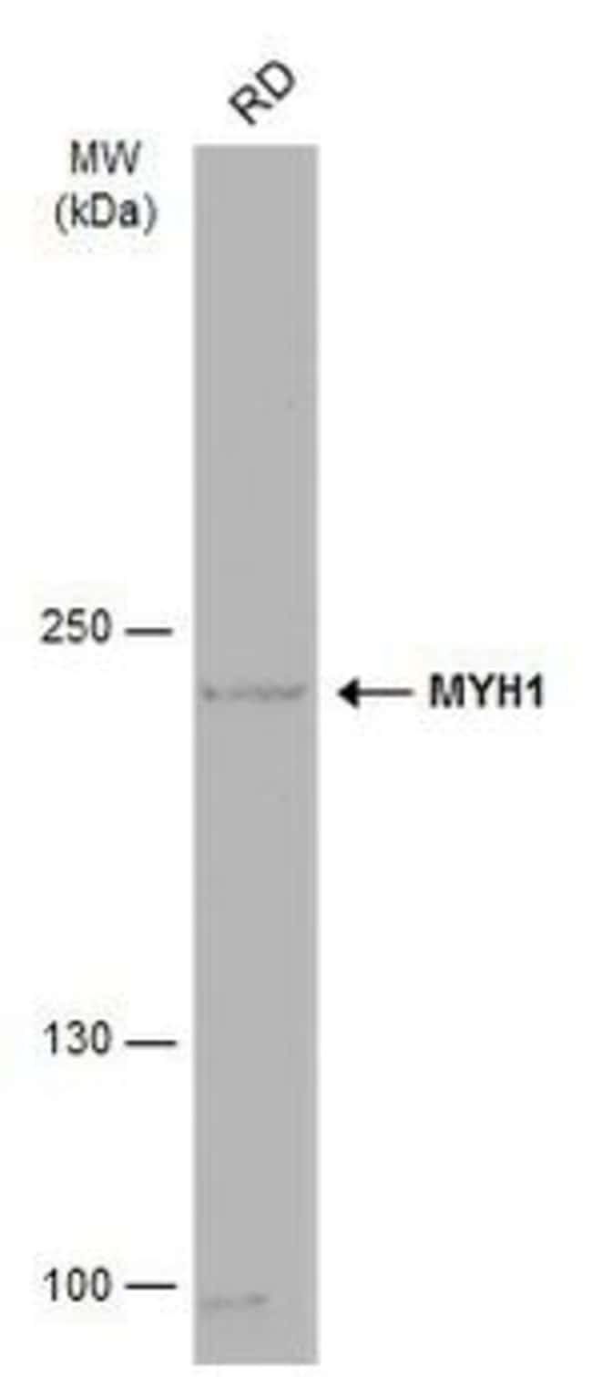 ANTI-MYH1