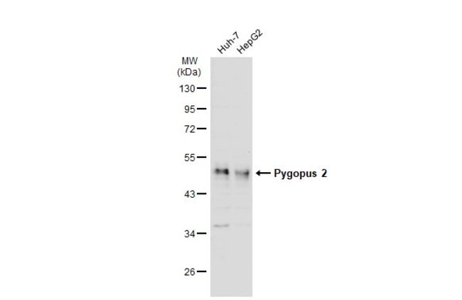 ANTI-PYGOPUS 2