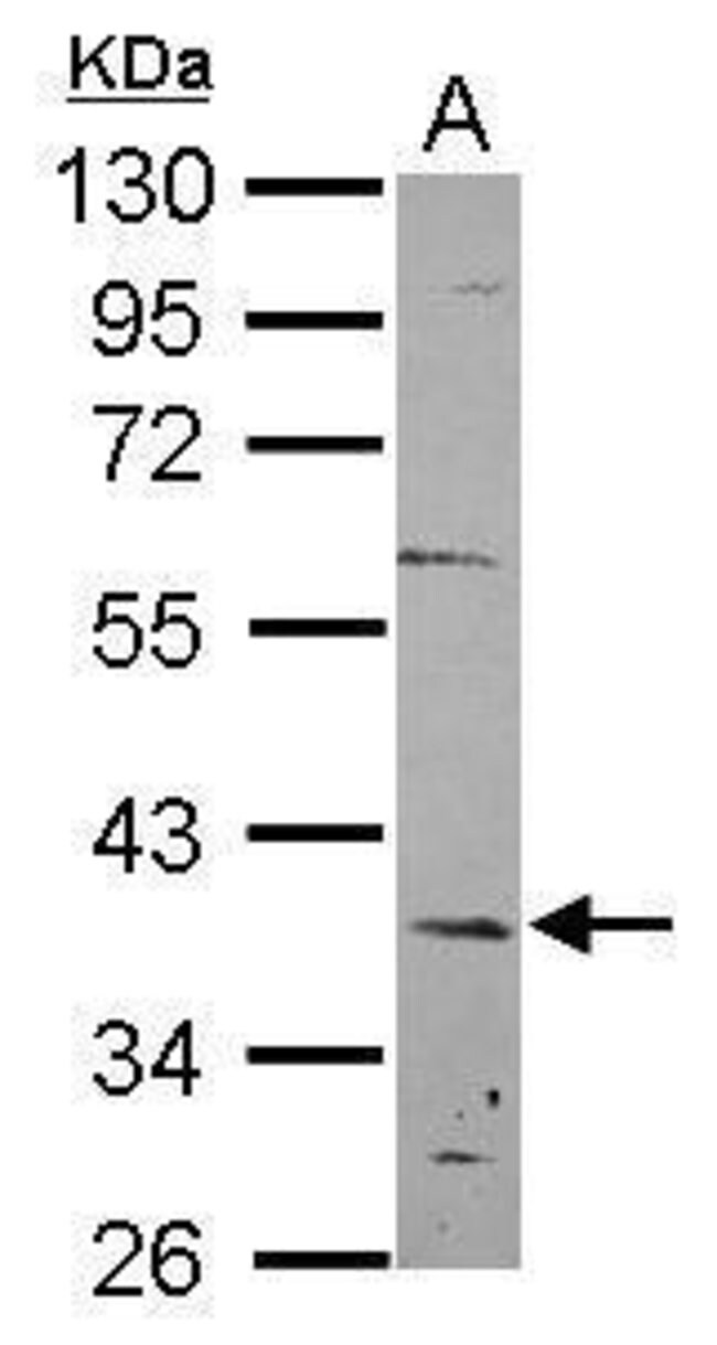 ANTI-C12ORF41