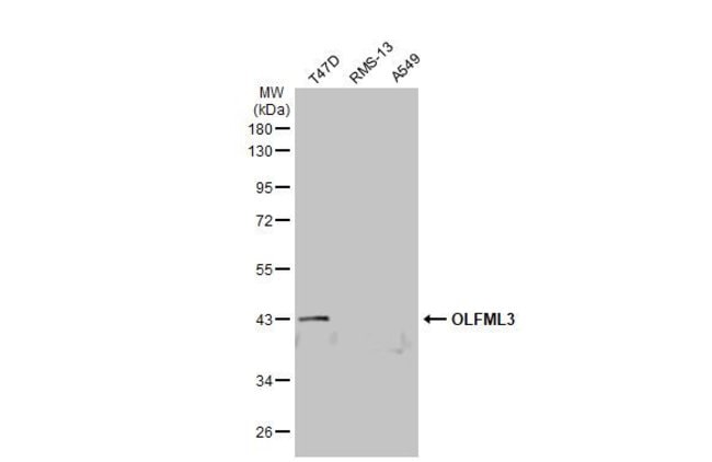 ANTI-OLFACTOMEDIN-LIKE 3