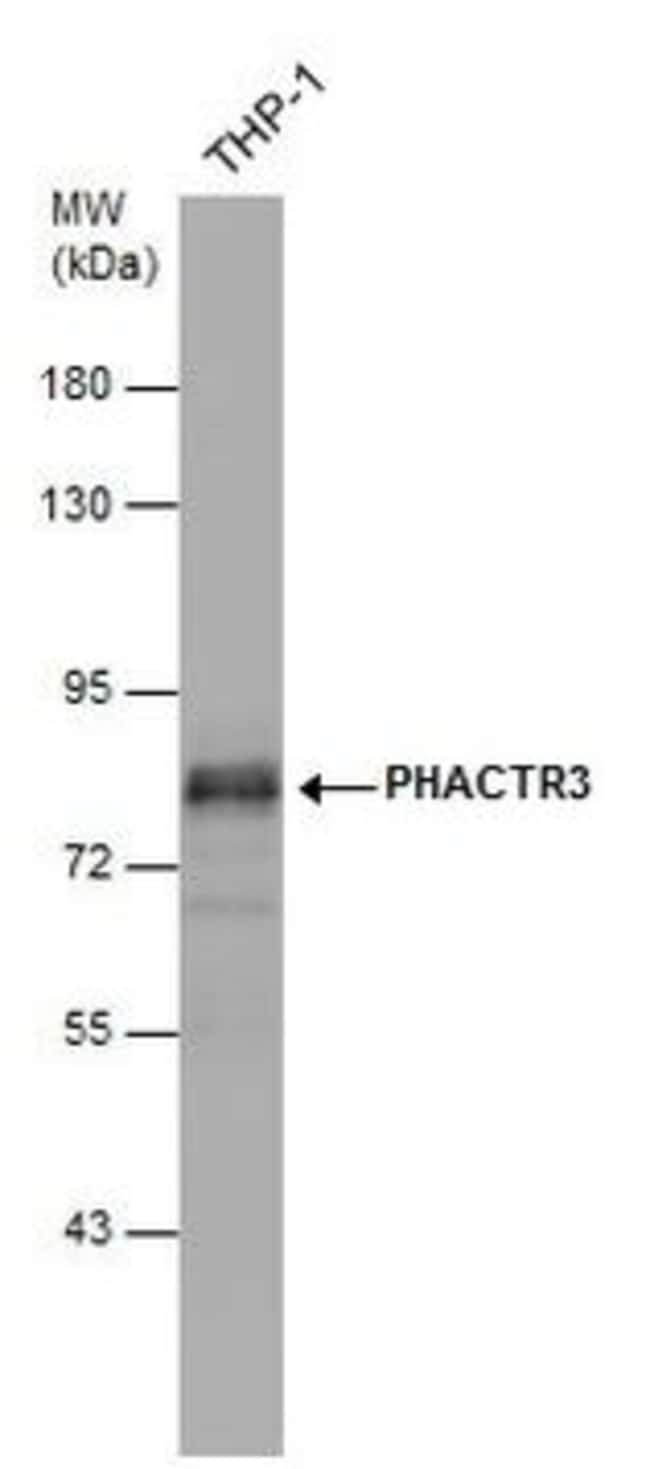 ANTI-PHACTR3