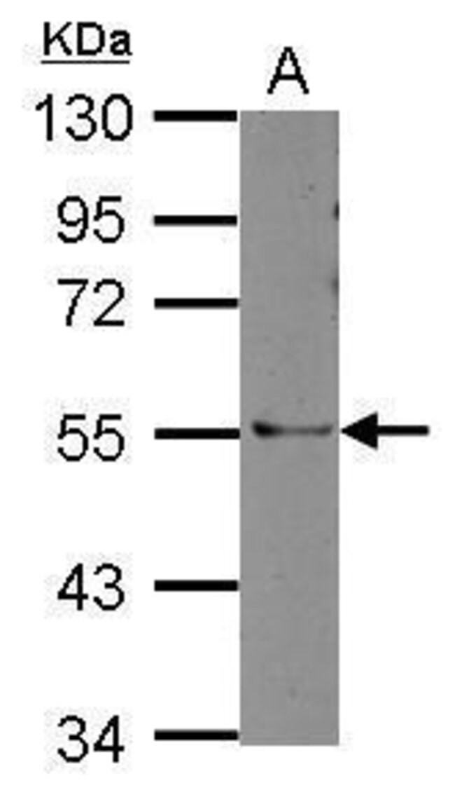 100uL Polyclonal antibody, FLJ30058, hos