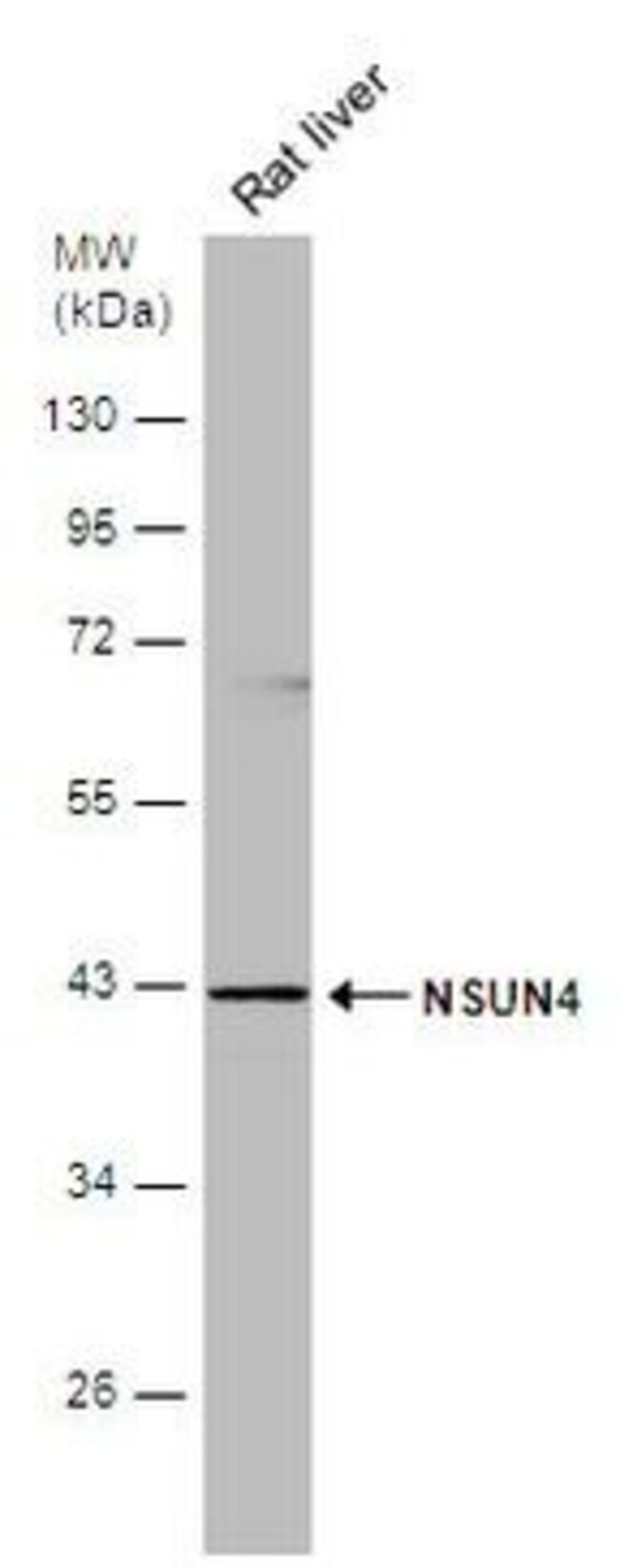 ANTI-NSUN4