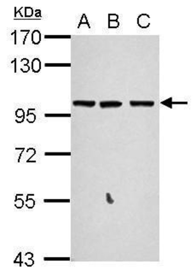 ANTI-GPRASP2