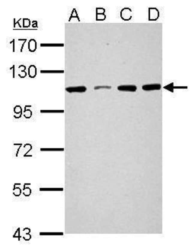 ANTI-SEL1L3