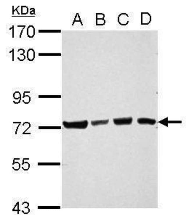 ANTI-UBIQUILIN 4