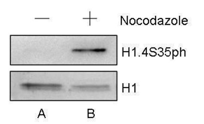 ANTI-PHOSPHO-HISTONE H1.4 PSER35