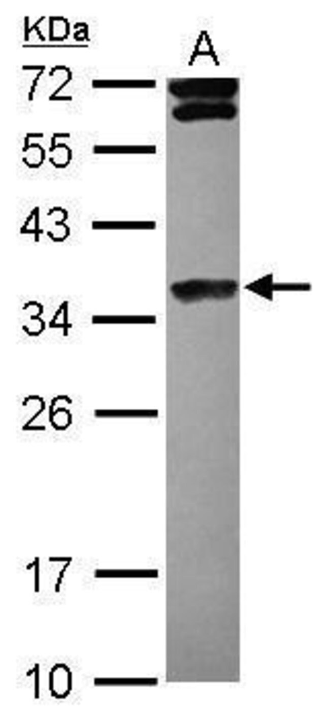 ANTI-HISTONE H1.4