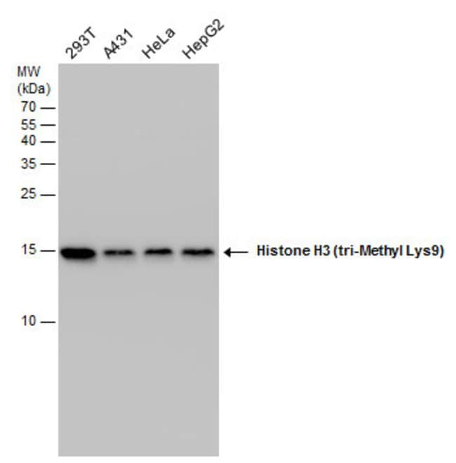 ANTI-TRI-METHYL-HISTONE H3 MLYS9