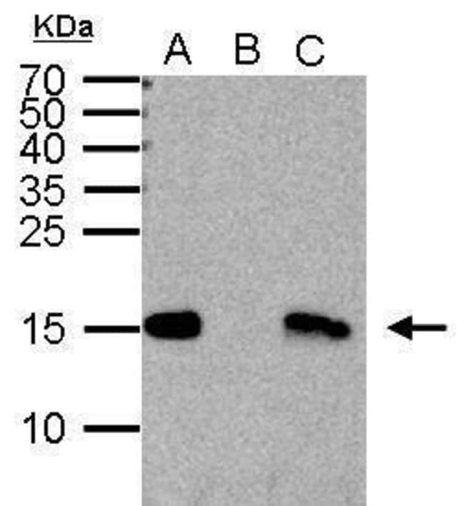 ANTI-DI-METHYL-HISTONE H3 MLYS4