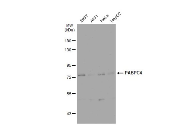 ANTI-PABPC4