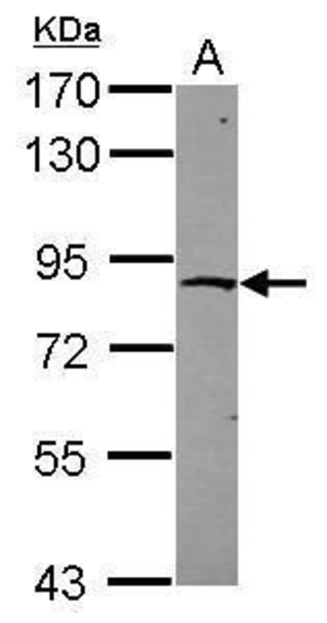 ANTI-ZNF234