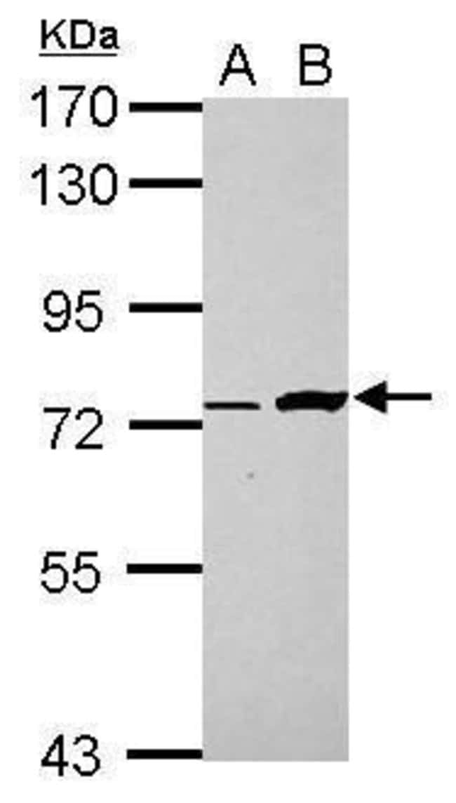 ANTI-C5ORF54