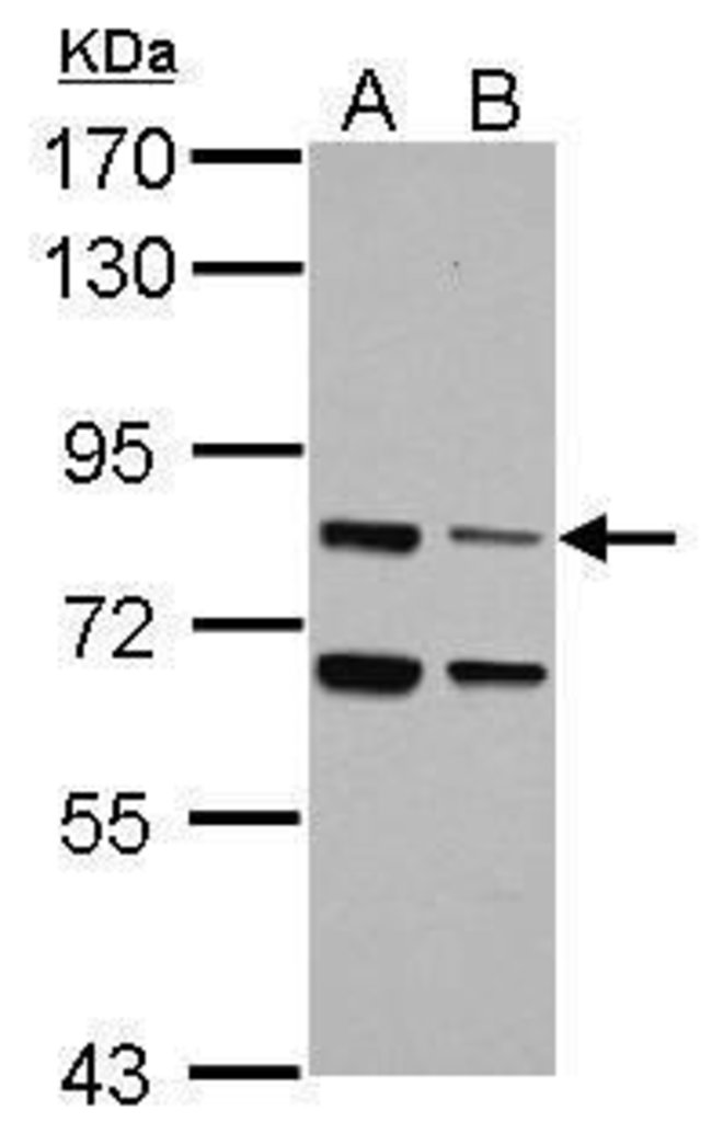 ANTI-LSG1