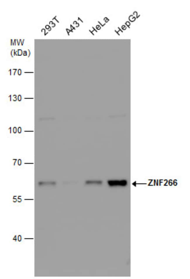 ANTI-ZNF266