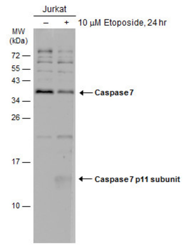 ANTI-CASPASE 7 P11 SUBUNIT