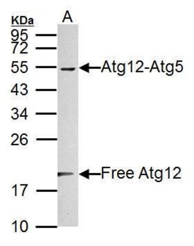 ANTI-ATG12