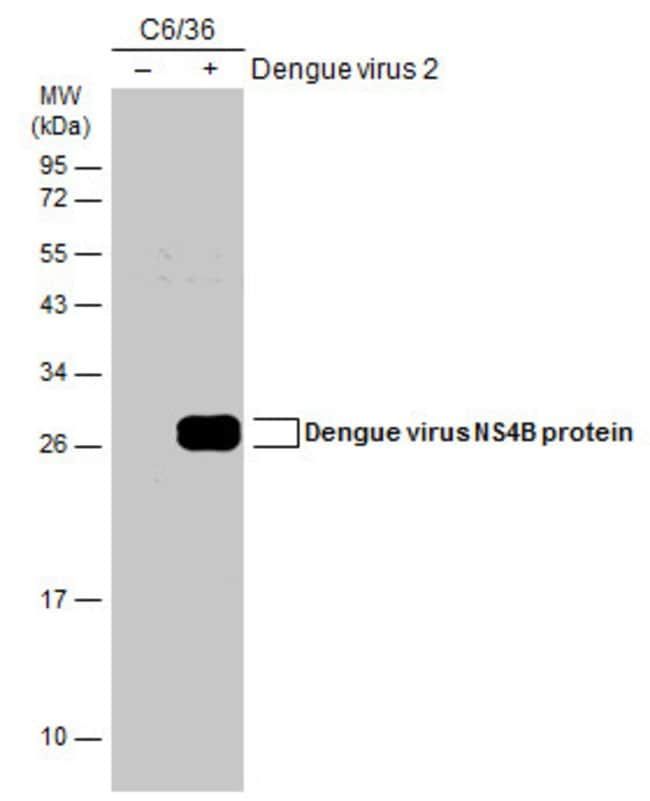 ANTI-NS4B (DENGUE VIRUS 2)