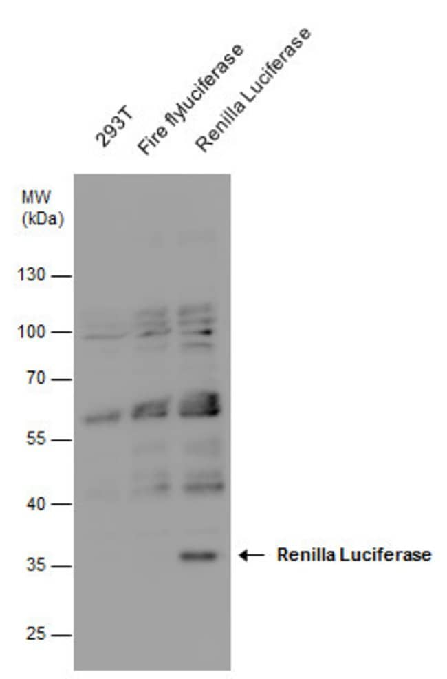 ANTI-RENILLA LUCIFERASE