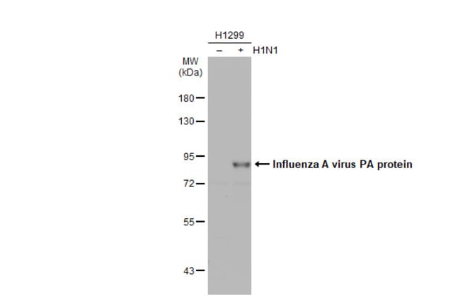 ANTI-INFLUENZA A VIRUS PA