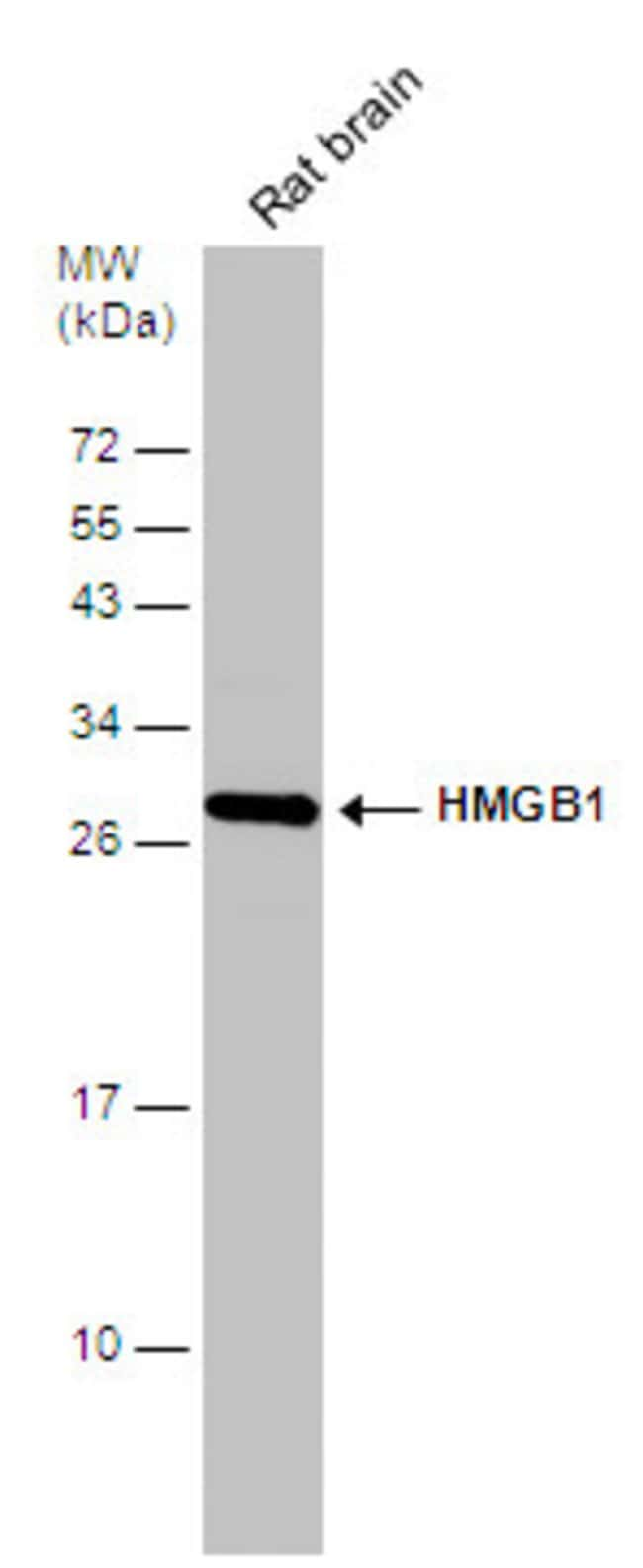 ANTI-HMGB1