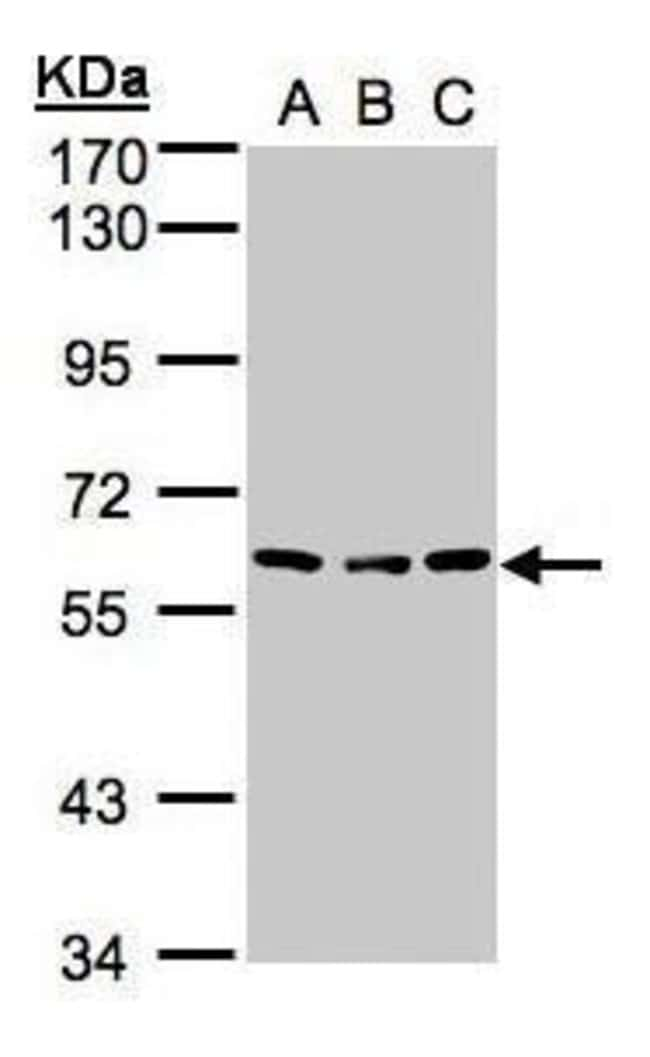 100UG Angiopoietin 4 Antibody