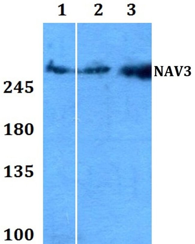 100 l NAV3 Antibody