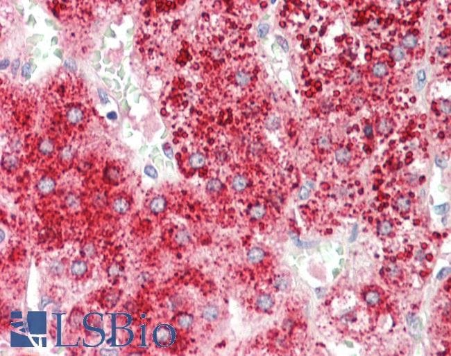 100 UG Apolipoprotein D Antibody