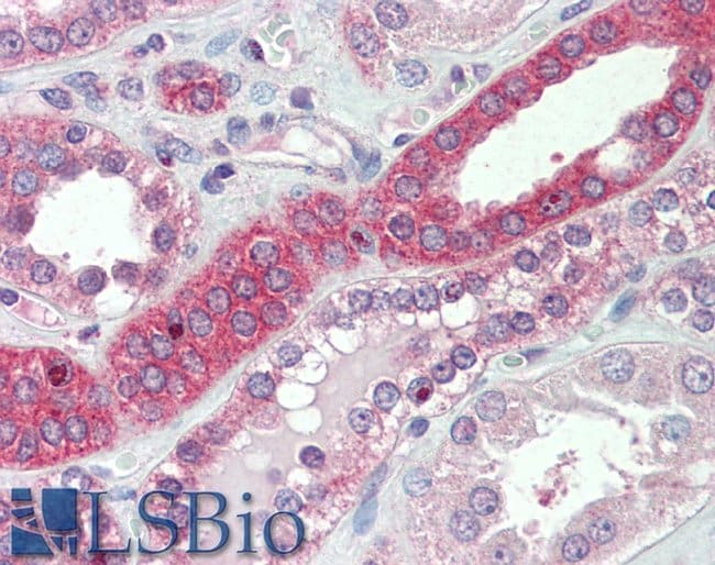 100 UG Myosin-1H Antibody