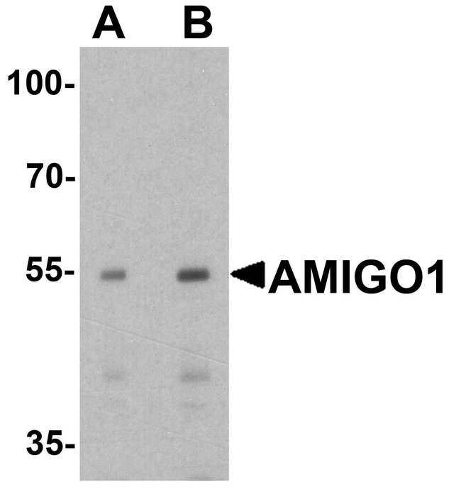 100UG AMIGO-1 Antibody