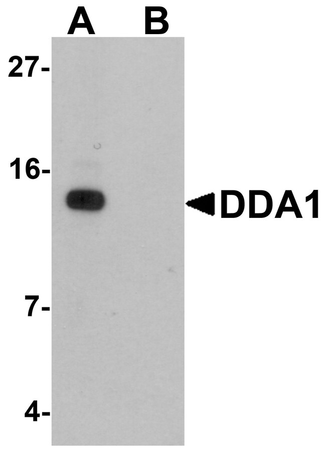 0.1MG DDA1 0.1 MG