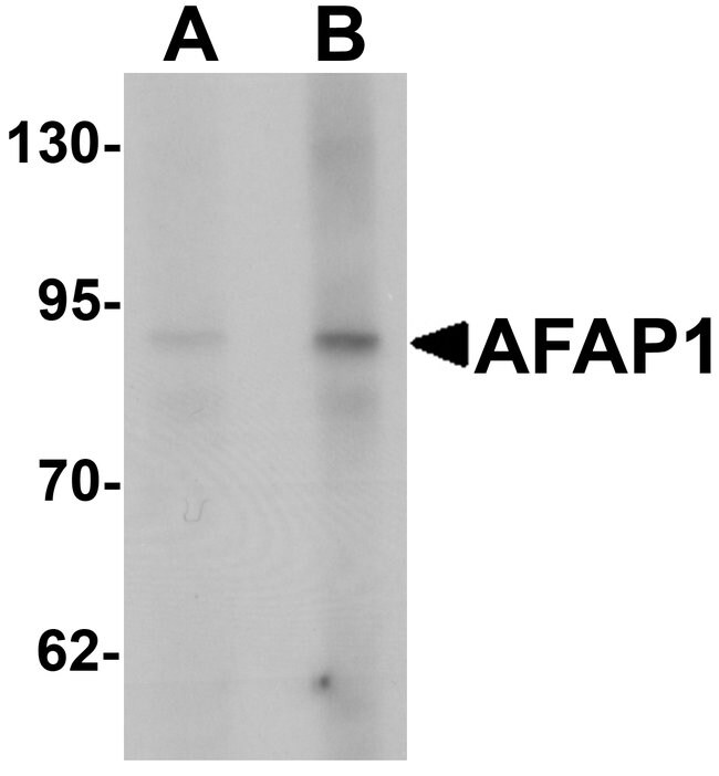 0.1MG AFAP 0.1 MG