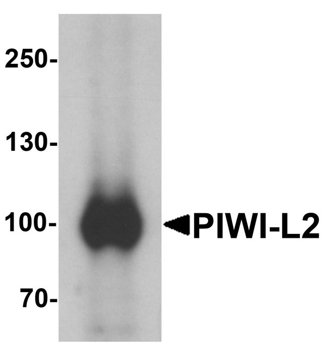 0.1MG PIWIL2 0.1 MG