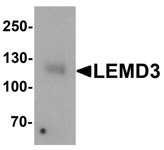 0.1MG LEMD3 0.1 MG