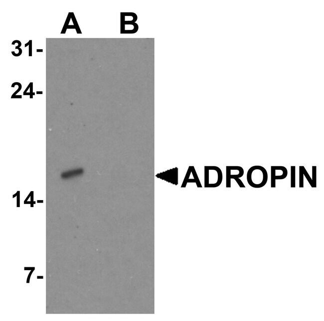 0.1MG ADROPIN 0.1 MG