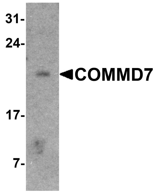 0.1MG COMMD7 0.1 MG