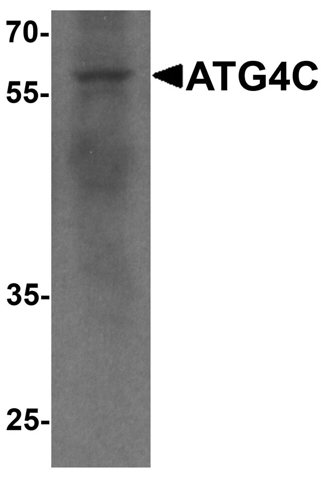 0.1MG ATG4C 0.1 MG