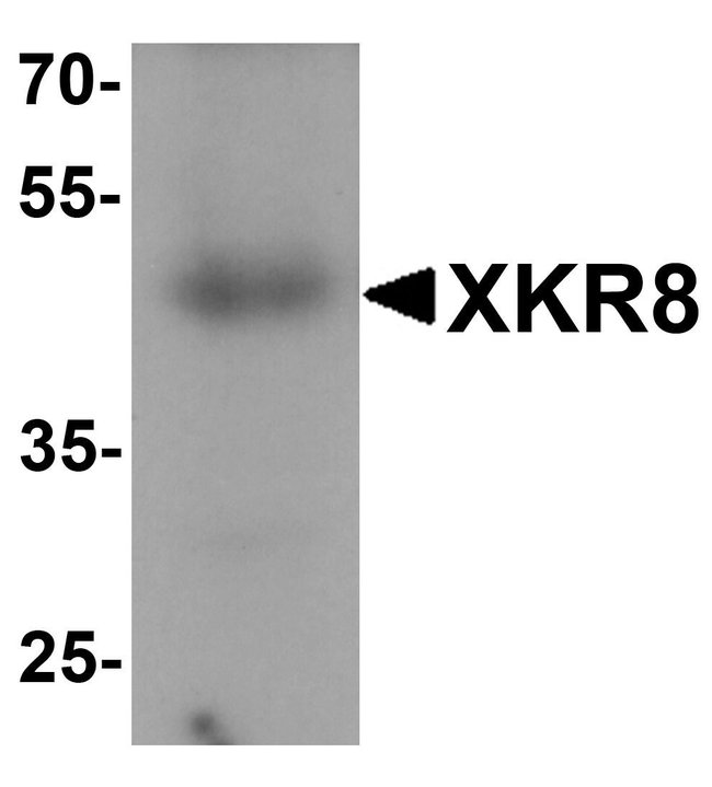 0.1MG XKR8 0.1 MG