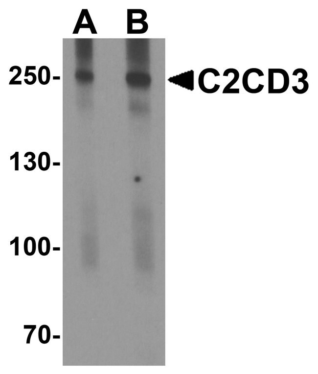 0.1MG C2CD3 0.1 MG