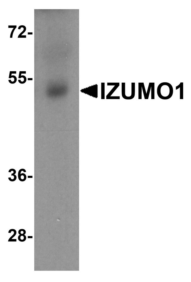 0.1MG IZUMO1 0.1 MG